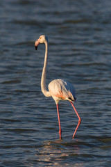 greater flamingo (phoenicopterus roseus) wading through water