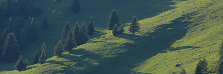 Green landscape in the Canton of Grisons, Switzerland. Forest in Obermutten.