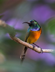 Orange-breasted Sunbird with beautiful colorful background