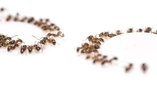 Time lapse of Pheidole megacephala invasive ants eating sucrose against a white background