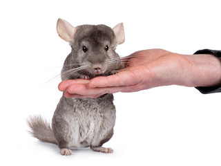 Obraz premium Cute grey Chinchilla, standing facing camera on hind paws, leaining on human hand. Isolated on white background.
