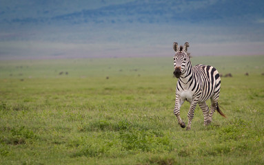Fototapeta na wymiar zebra in savannah tanzania africa