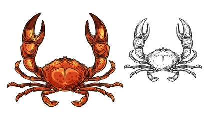 Crab seafood animal or shellfish with raised claws © Vector Tradition