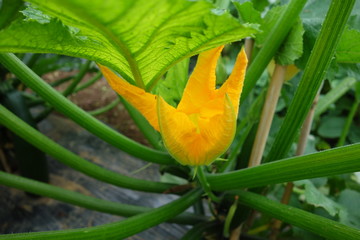 ズッキーニの花