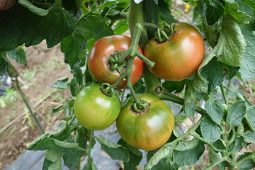 畑のトマト