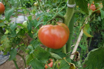 畑のトマト