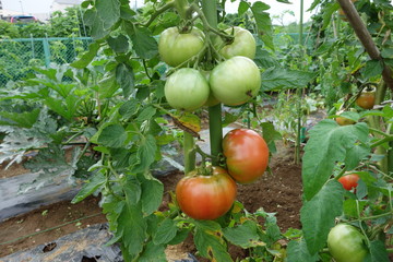 畑のトマト