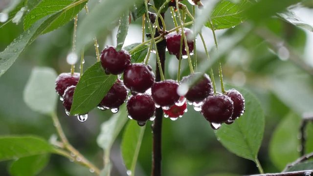 Heavy rain on the red ripe fruits of the cherry tree. closeup
