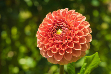dahlia red and green center with green background