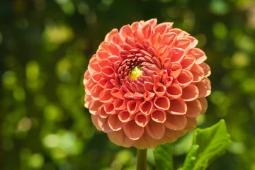 Fotobehang Dahlia dahlia red and green center with green background  © Hector