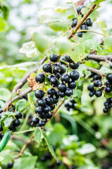 Blackcurrant Berries on a Branch