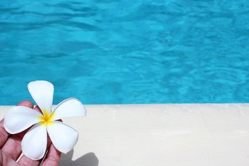 frangipani flower tropical poolside background with copy space stock photo photograph image picture 