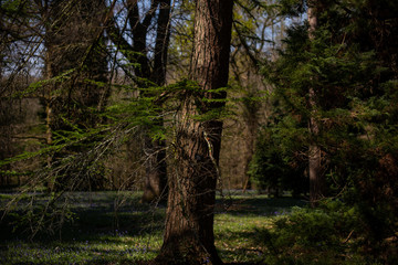 Forest in the Sao Miguel, Azores