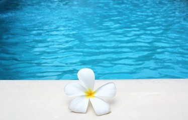 Fototapeta na wymiar frangipani flower tropical poolside background with copy space stock photo photograph image picture 
