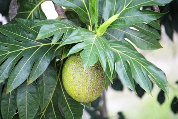 bread fruit tree or breadfruit whick when cooked tastes like bread stock photo