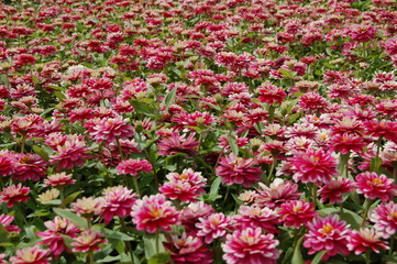 a lot of red and white blooming buds of Zinnia elegans  flowers side view