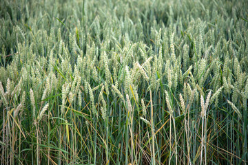 Weizenähren auf einem Feld