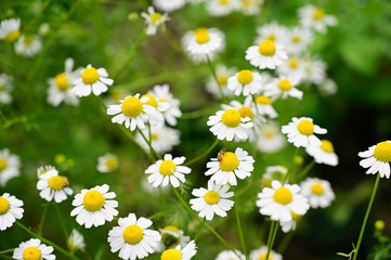 Blooming chamomile flowers outdoors in nature.