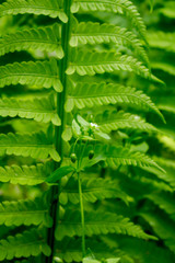 Chickweed and fern vertically