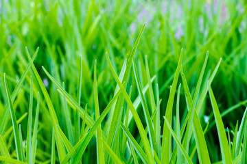 beautiful, juicy, green grass close-up, in natural sunlight