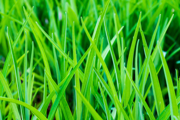 beautiful, juicy, green grass close-up, in natural sunlight