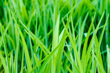 beautiful, juicy, green grass close-up, in natural sunlight