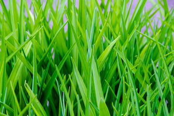 beautiful, juicy, green grass close-up, in natural sunlight