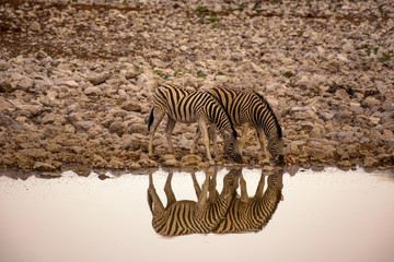 Fototapeta na wymiar Two zebras drinking water at sunrise in Etosha National Park, Namibia