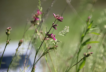 Small red wildflower summer heat grass greens
