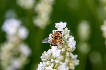 Biene an weißem Lavendel