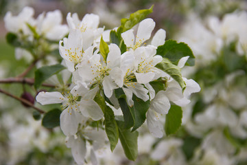 Beautiful appletree in bloom with white flowers.