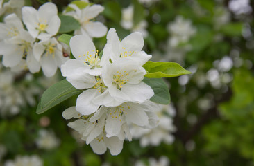 Beautiful appletree in bloom with white flowers.