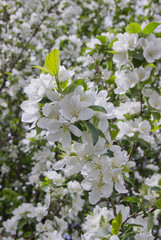 Beautiful appletree in bloom with white flowers.