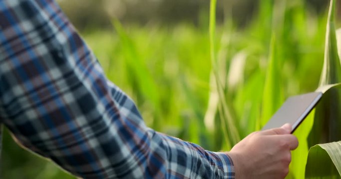 A male farmer with a tablet at sunset in a field of corn examines the plants and using the application controls and sends for analysis data on the successful harvest