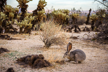 A black-tailed jackrabbit sitting on a trail in Joshua Tree National Park