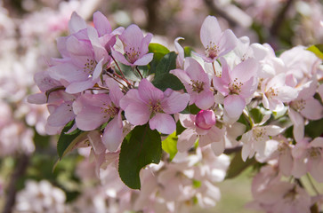 Beautiful appletree in bloom with pink flowers.
