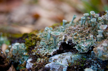 mountain lichens