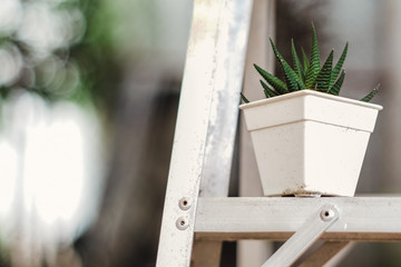 cactus plant on the ladder