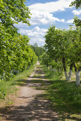 garden with Apple trees in summer in daylight