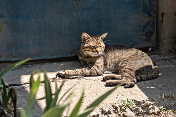 cat lying on the ground