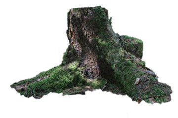 Baumstumpf