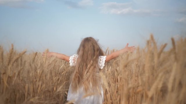 harvest season, little kid girl runs across the field sliding her hands over golden spikelets of ripe wheat in yield season