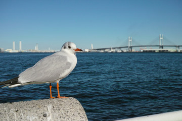A seagull perched on a wall looking bored
