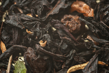flavored tea with pieces