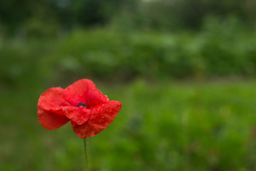 One red poppy blossom on a green grass background.