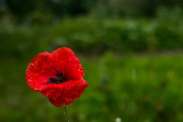 One red poppy blossom on a green grass background.