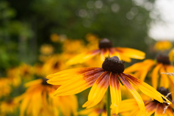 Yellow Rudbeckia (coneflowers, black-eyed-susans) flowers close-up. Rudbeckia in the garden. Yellow-brown flowers with outstanding seed at the center of a dark color