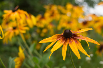 Yellow Rudbeckia (coneflowers, black-eyed-susans) flowers close-up. Rudbeckia in the garden. Yellow-brown flowers with outstanding seed at the center of a dark color