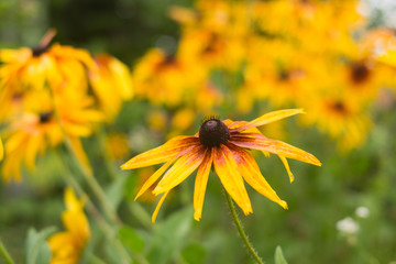 Yellow Rudbeckia (coneflowers, black-eyed-susans) flowers close-up. Rudbeckia in the garden. Yellow-brown flowers with outstanding seed at the center of a dark color