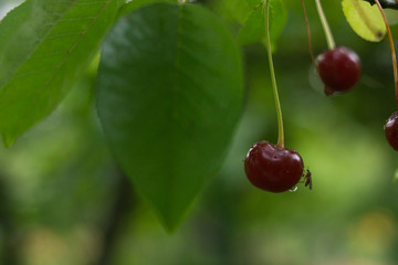 Fruits of a cherry with drops of water after the rain are lit by the sun. Natural macro background. Hd wallpaper nature wallpapers for desktop backgrounds.